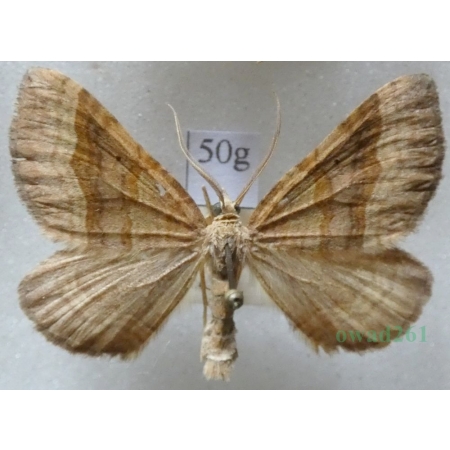 Scotopteryx chenopodiata (Linnaeus, 1758) male Paśnik komosiak Czech50g